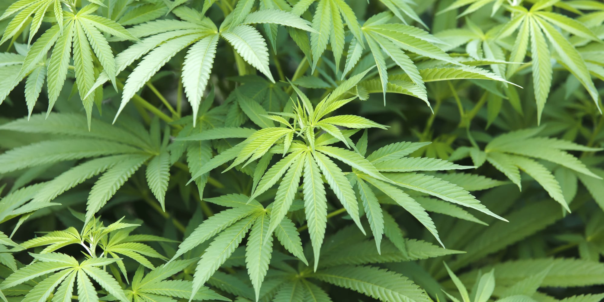 Legal cannabis: help B.C. lead the way on safety, health