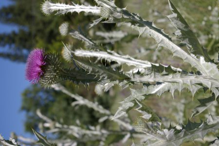 Invasive plants — Scotch Thistle