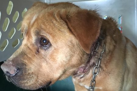 Dog found with embedded collar needs help to heal