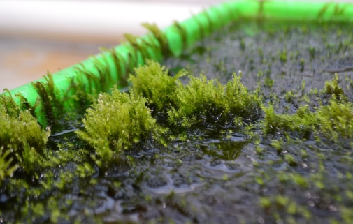 An aquatic moss can remove arsenic from water