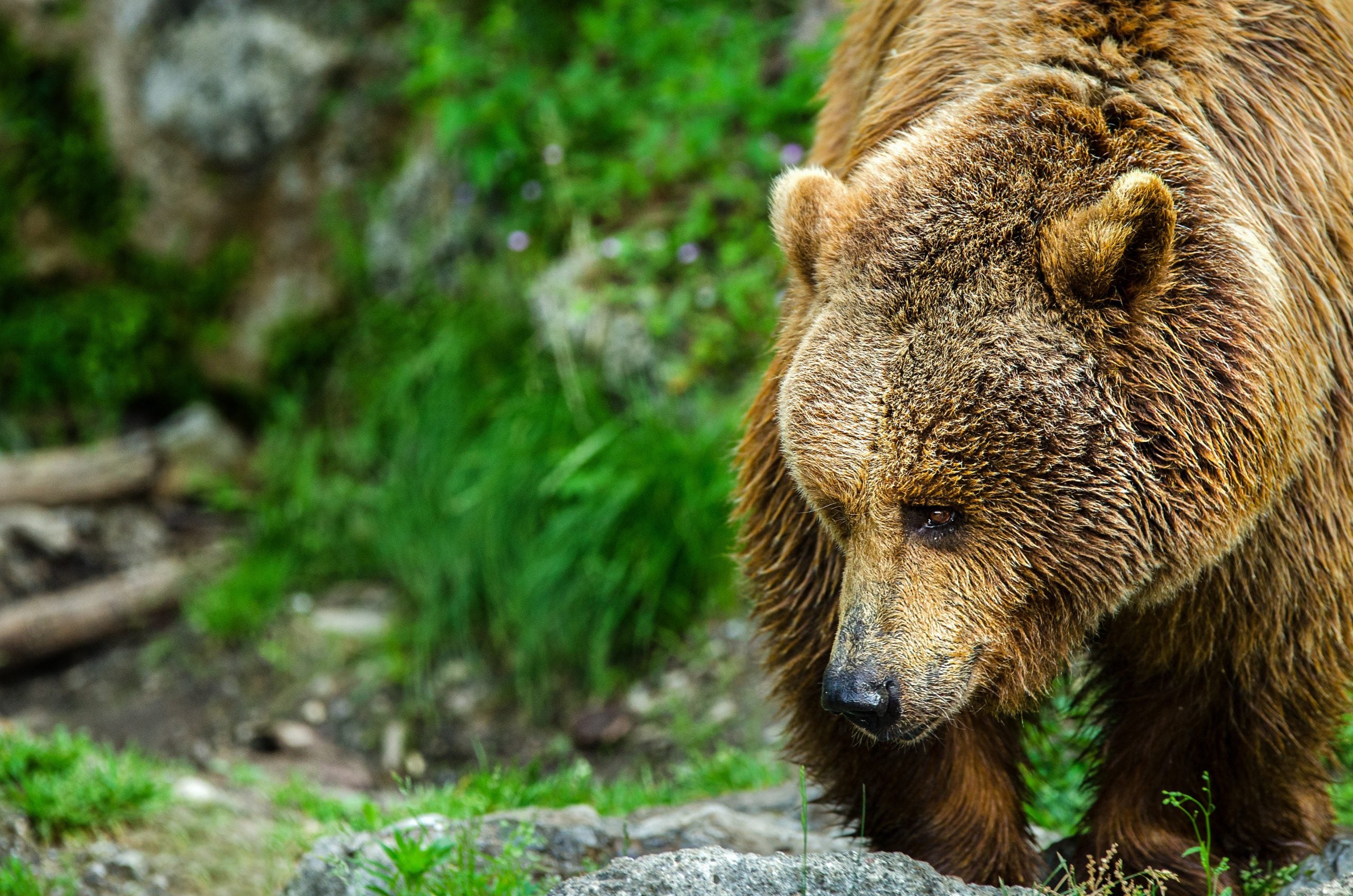 A Grizzly photo contest now open