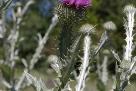 The Boundary Invasive Species Society nets grant to fight spread of invasive plants