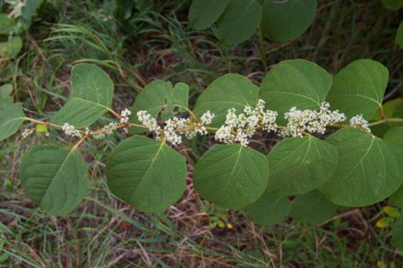 Boundary Invasive Species Society sends out Japanese knotweed warning