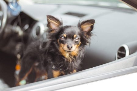 SPCA reminds public to travel safely with pets this summer