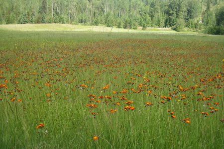 Invasive Species — Orange hawkweed now in full flower