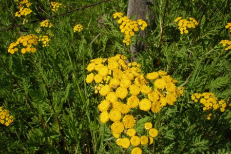 Invasive Species — Common tansy hard to eradicate once established