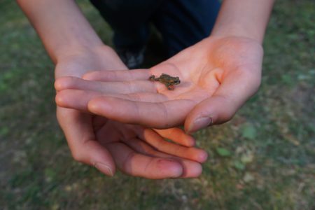 You’re invited to Toadfest: 10th Anniversary  August 21 & 22 at Summit Lake Provincial Park