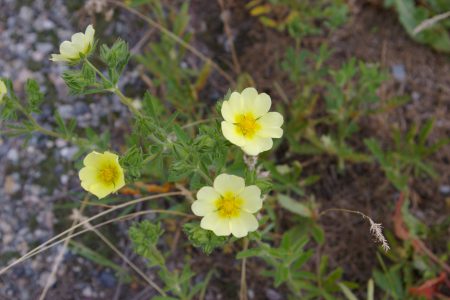 Invasive plant Sulphur Cinquefoil spreads through seed, vegetatively from roots