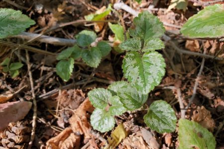 Yellow archangel has escaped in the Boundary