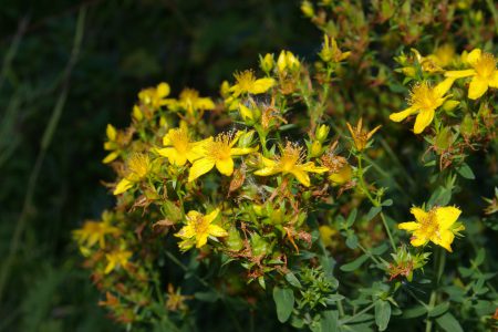 Invasive species — St. John’s wort