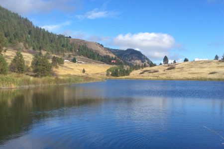 Invasive Species — Saddle Lake