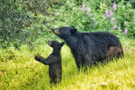 BC SPCA photo contest captures the beauty of local wildlife