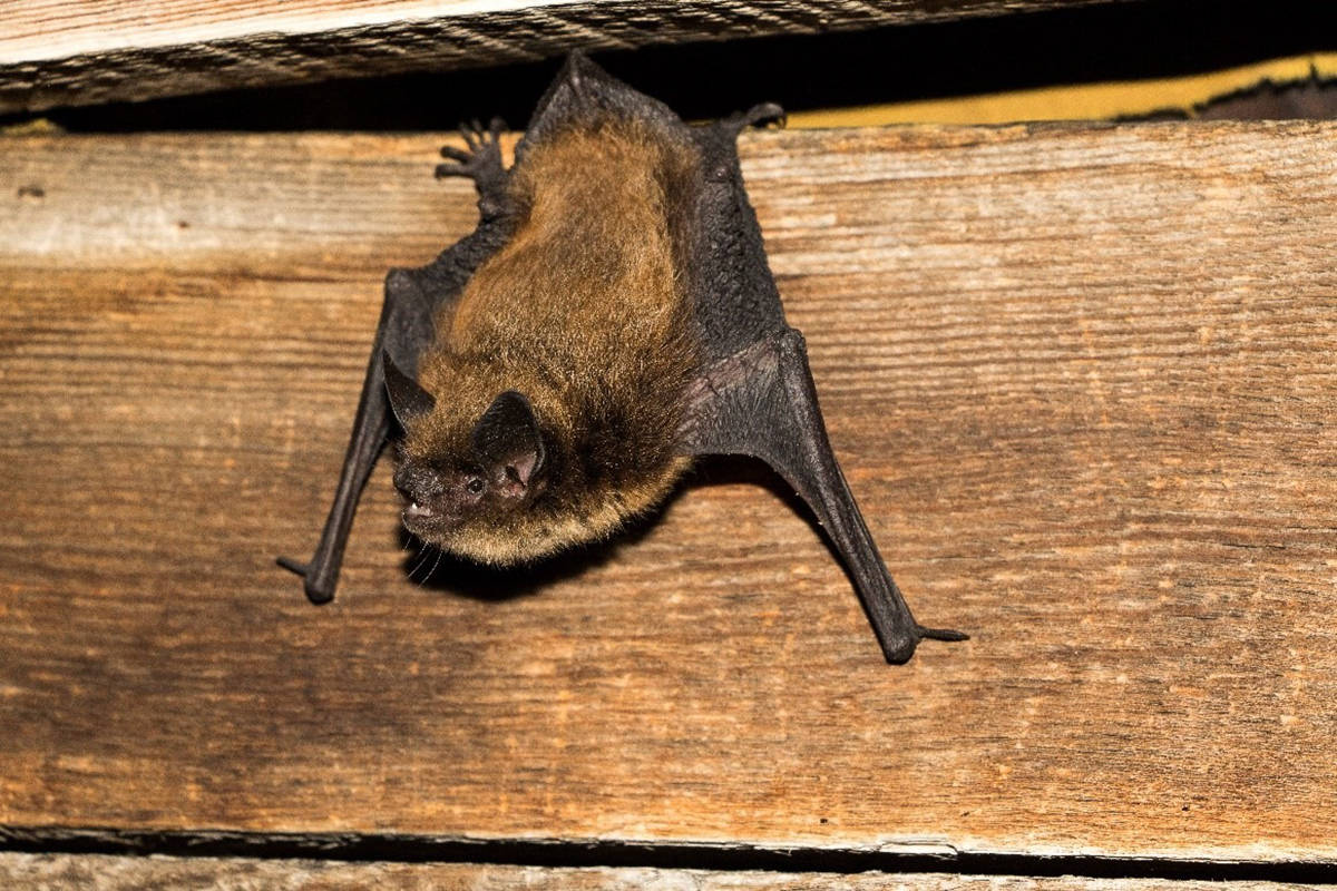 IHA: What you need to know about bats