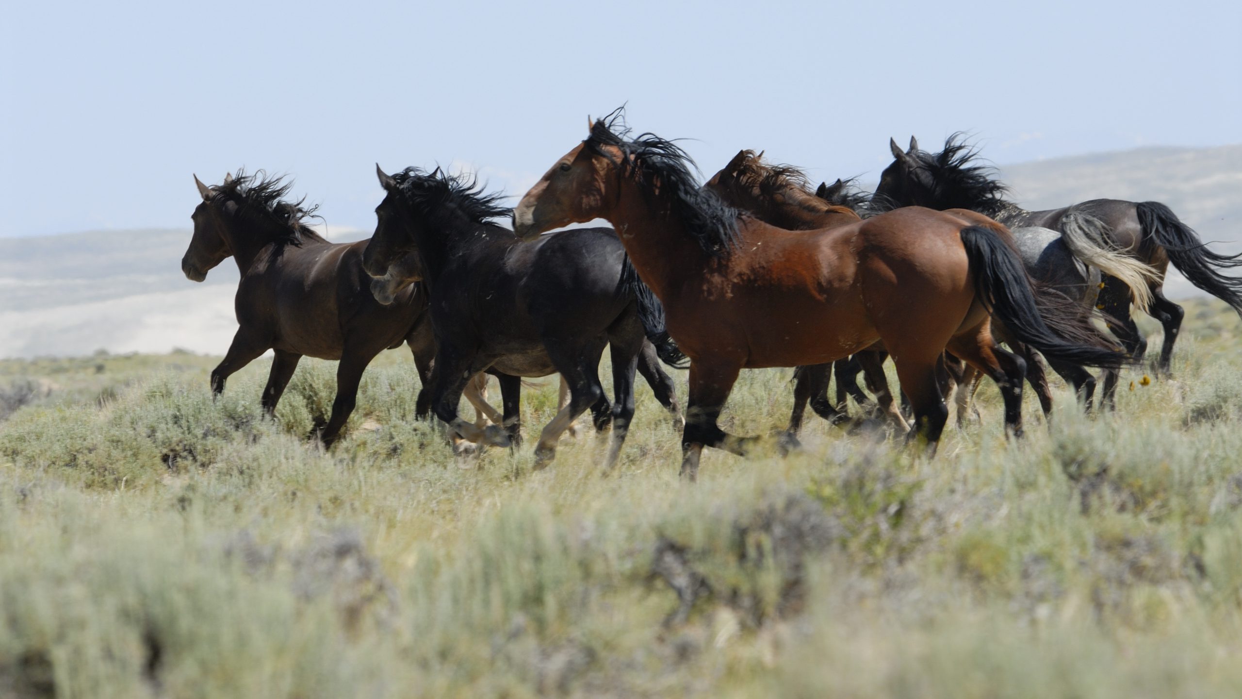 BC police investigate shooting of 17 wild horses near Walhachin