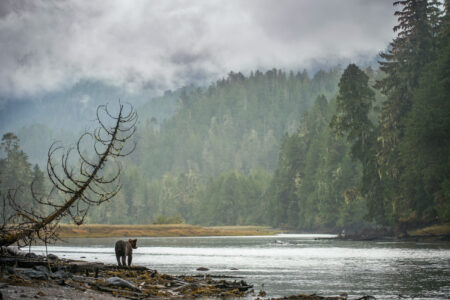 Call for proper grizzly management comes from conservation coalition