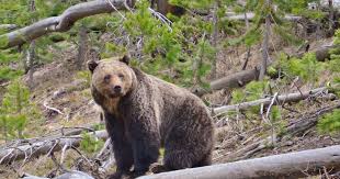 OP/ED: BC's Explanations for Harmful Changes to Grizzly Bear Management Misleading