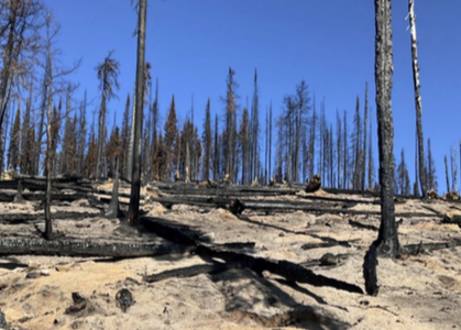 Provincial report warns of severe water repellency in West Kokanee Creek wildfire wake