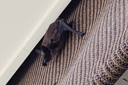 BC Bat Study Requests Homeowners to Report Bats Using Exterior Window Shades and Power Awnings