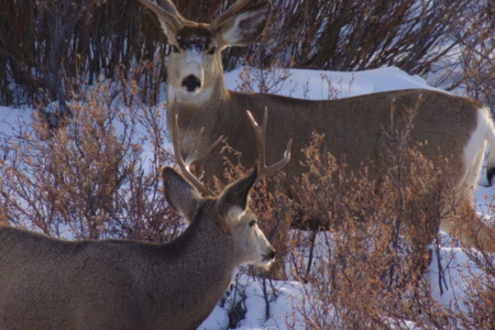 Chronic Wasting Disease detected in B.C. deer for first time — BCWF