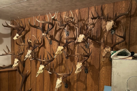 RCMP investigate stolen trophy antlers, animal hides and ammunition