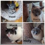 KAAP's Adorable Adoptables of the Week - Special H Kitties