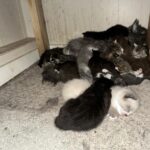 Cats, kittens from single property expected to drain BC SPCA resources