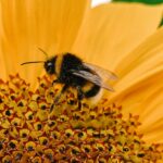 Column:  The importance of native bees