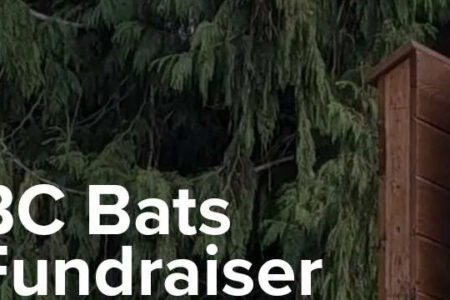 BC Community Bat programs launch shirt, hoodie fundraiser